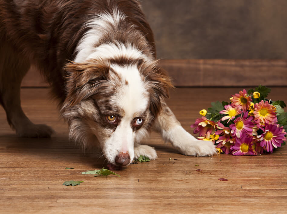 hardwood spill hardwood spill | West River Carpets