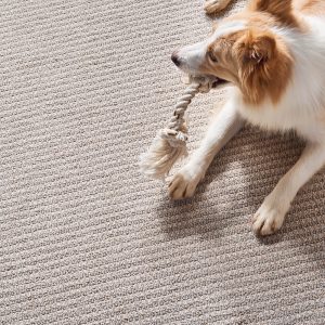 Dog on Carpet | West River Carpets