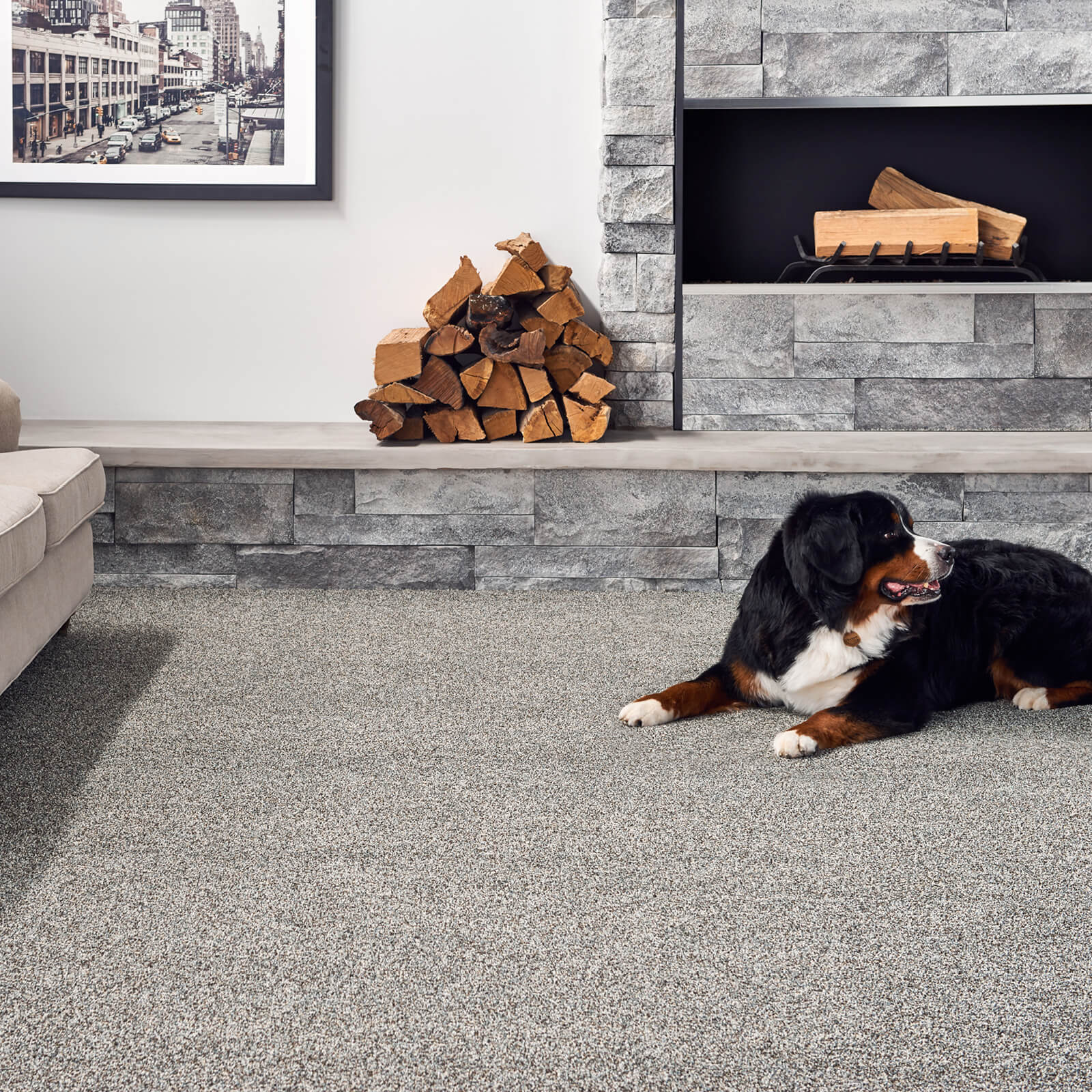 Dog on Carpet floor | West River Carpets