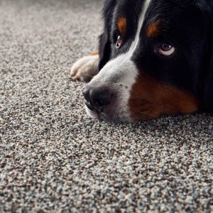 Dog on Carpet floor | West River Carpets
