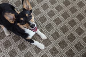 Dog on Carpet | West River Carpets