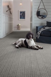 Dog sitting on Carpet | West River Carpets