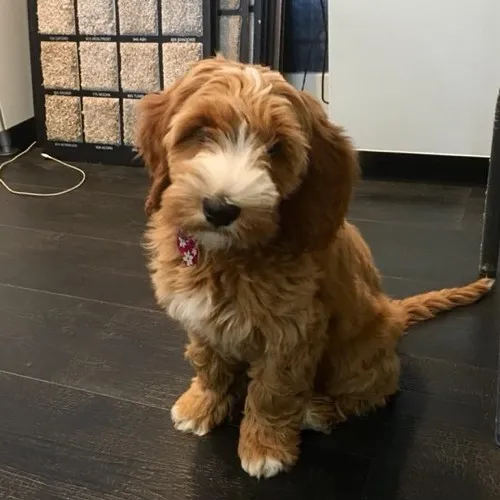 Penny the puppy | West River Carpets